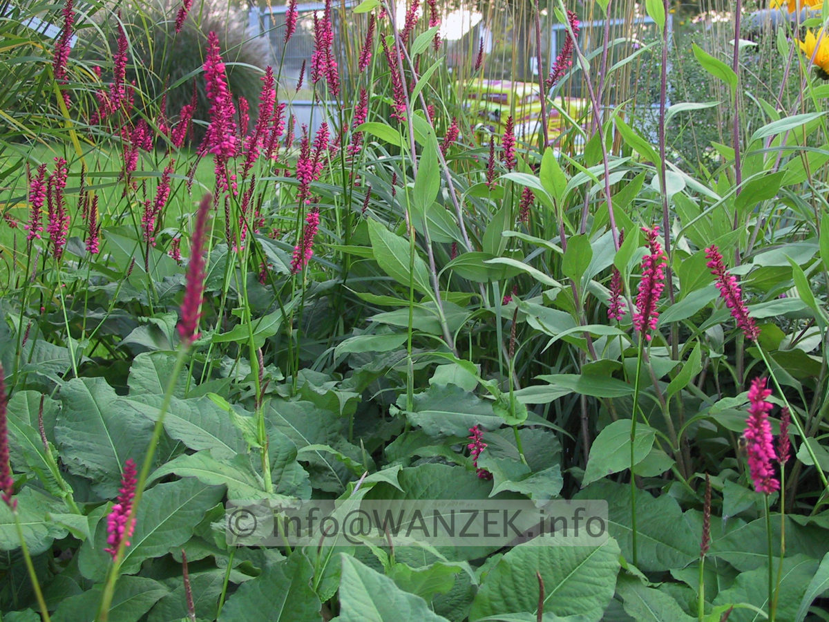 Persicaria amplexicaulis Rubrum 3.JPG